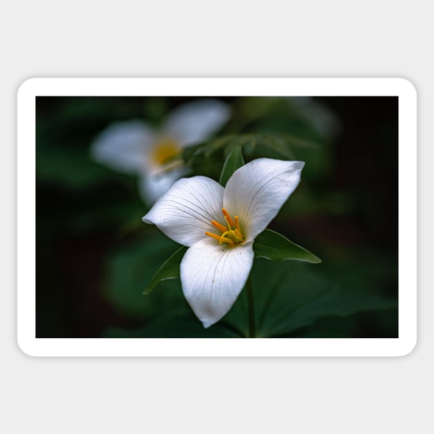 Group of trillium flowers Sticker by blossomcophoto